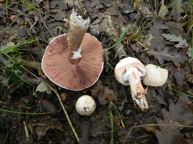 Agaricus fotog.il 15.10.2010.sotto Quercia